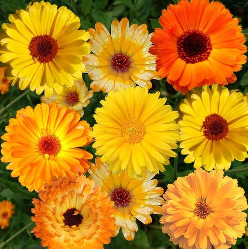 1000 PCS Calendula Seeds Planting Pacific Beauty Mix Non GMO Edible Flower