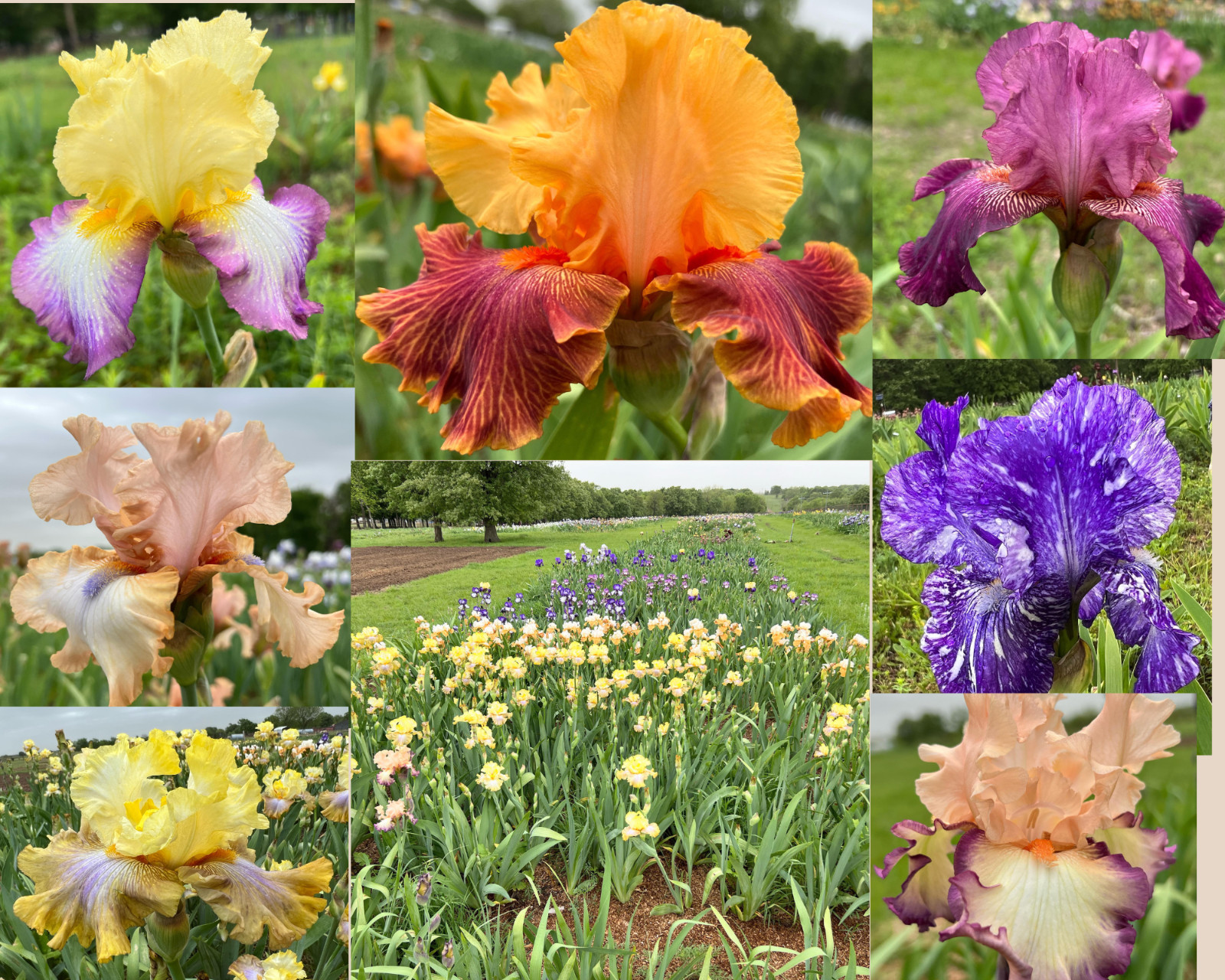 Bearded Iris Named 10 pack