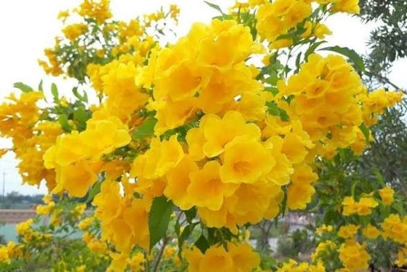 Yellow Bells Tecoma Stans – (200 Seeds + Detailed Growing Guide)