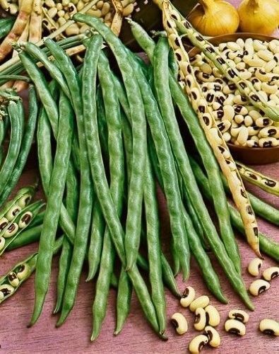 15 – 500 Seeds BLACKEYE PEA Black Eye Eyed Southern Cow Peas Heirloom Beans