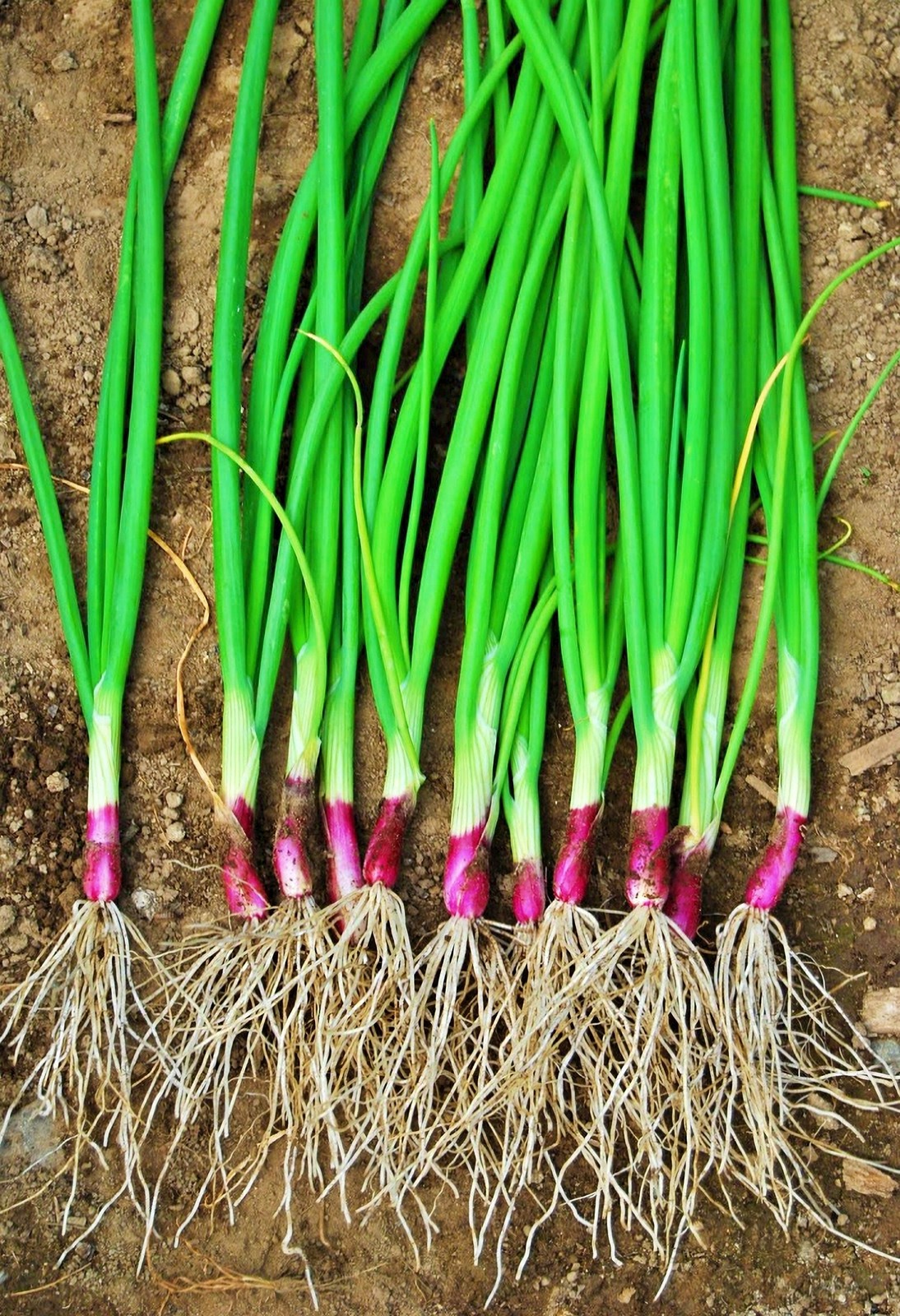 Apache Bunching Onion Seeds Heirloom Red Scallion Vegetable Garden USA