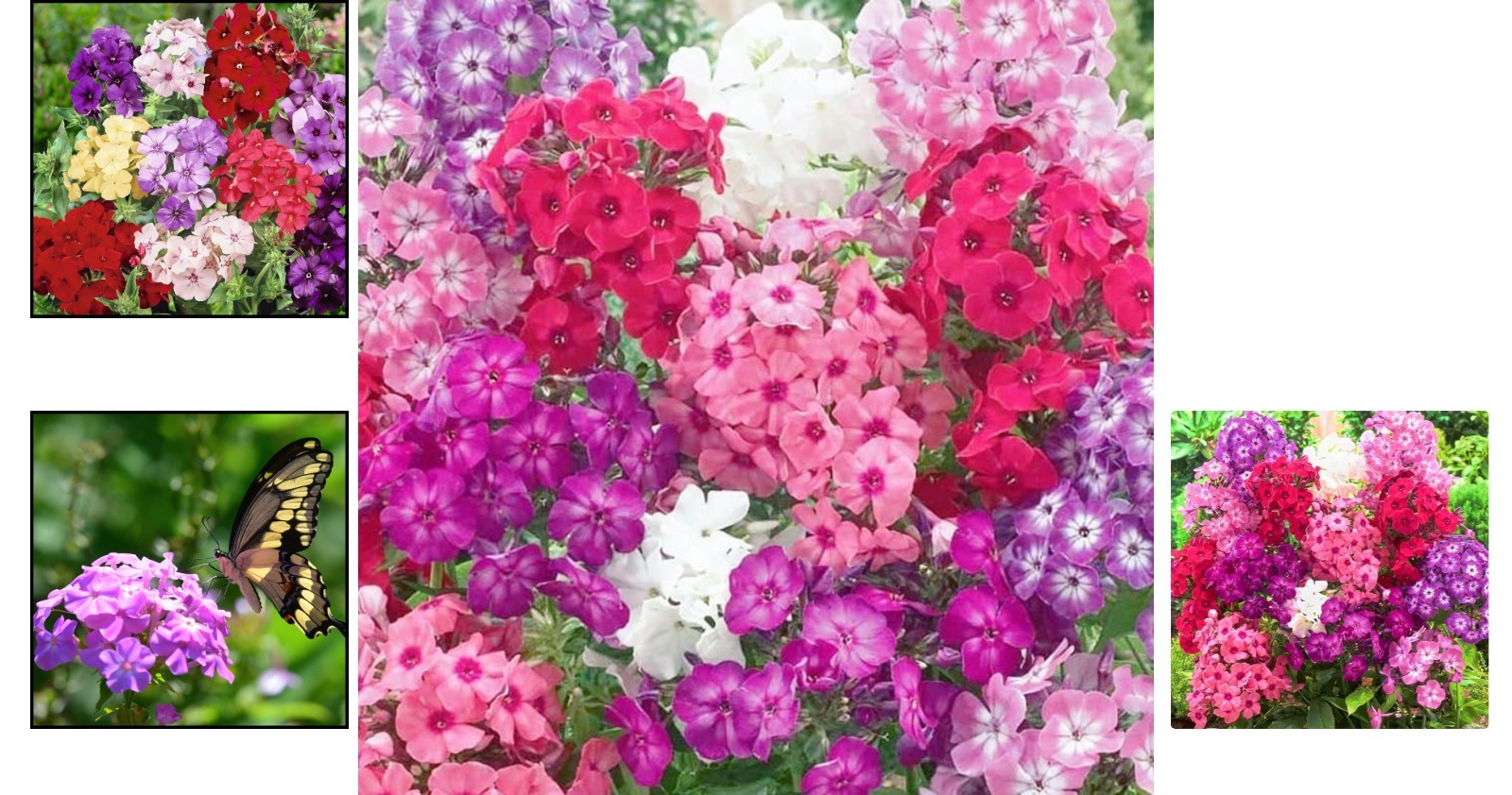 Attractive 1500 Mixed Phlox Seeds – Deer Resistant Low-Maintenance Ground Cover