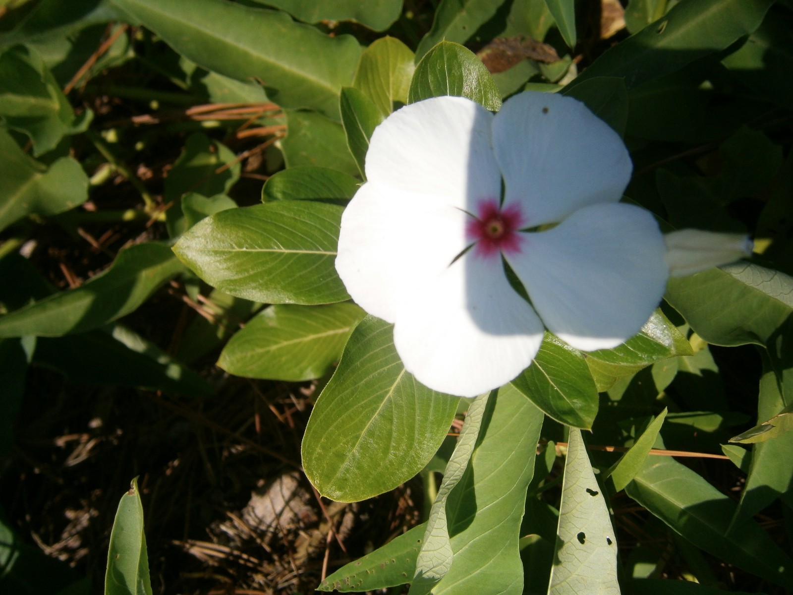 Vinca Flower Plants, 5 + 5 good size plants, Bare Roots, mixed colors, July 2020