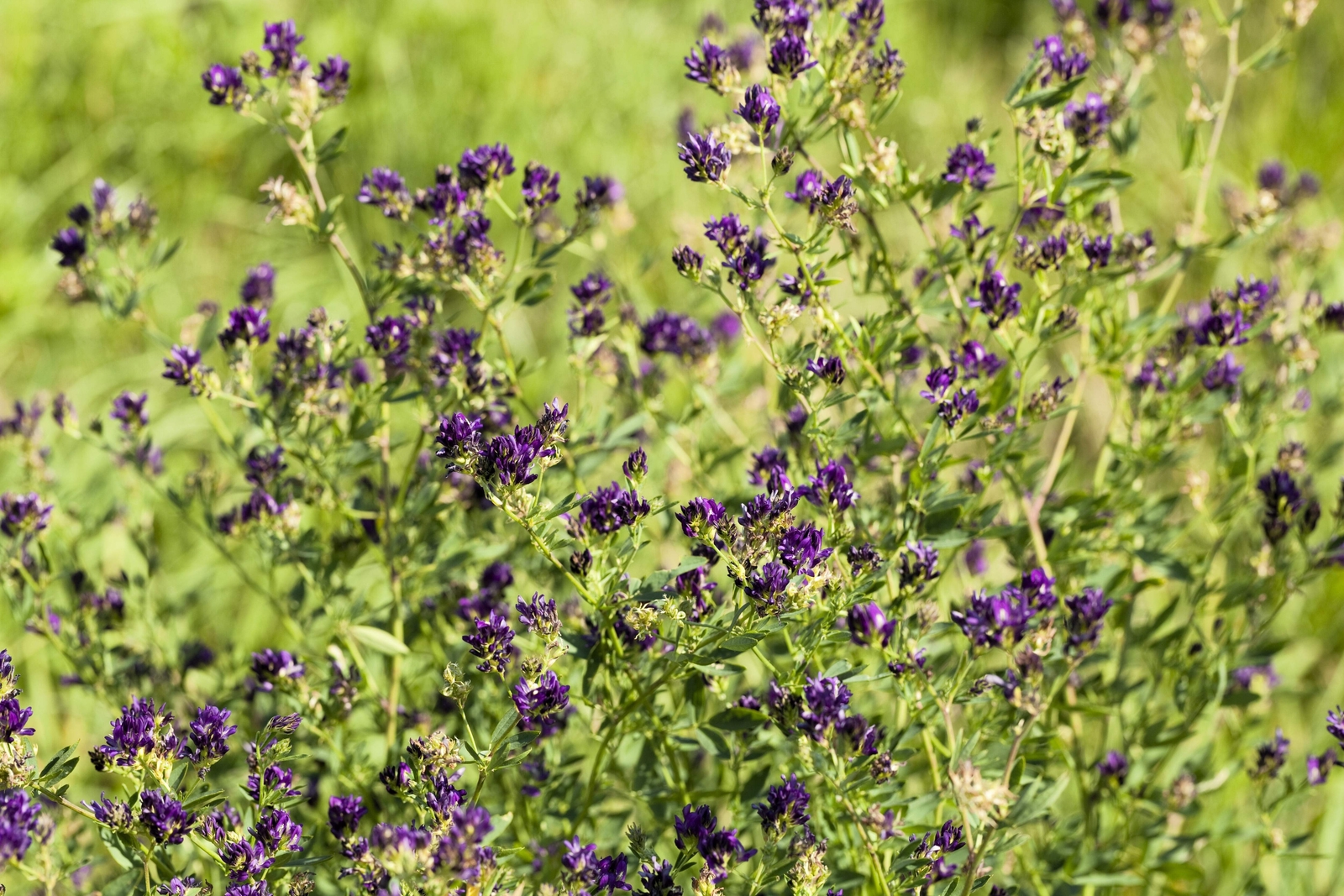 2000 ALFALFA Medicago Sativa Flower Plant Seeds
