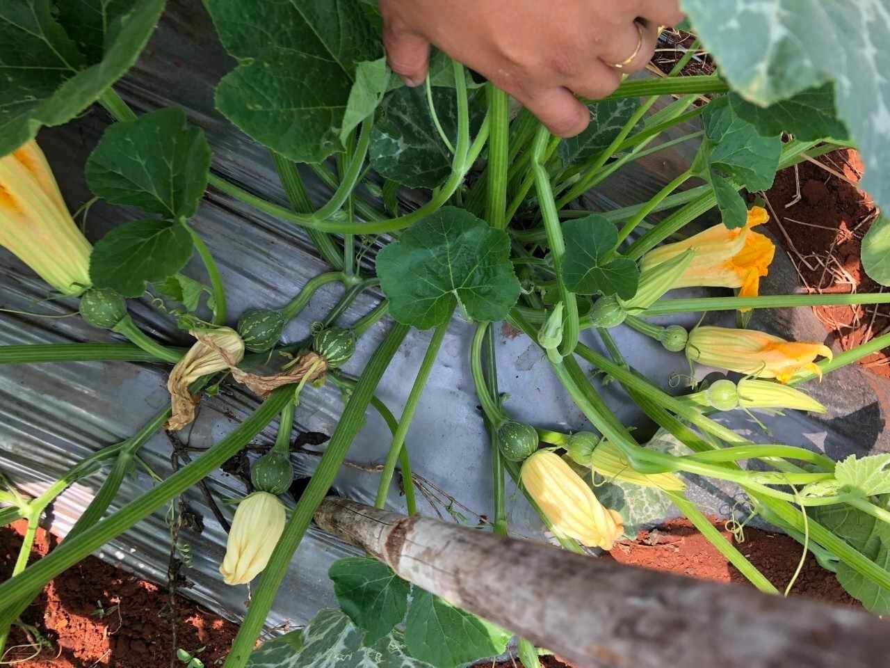 100 hạt giống bí nụ lai f1 Siêu Bông Siêu Nụ High Yeild Baby Pumpkin And Flower