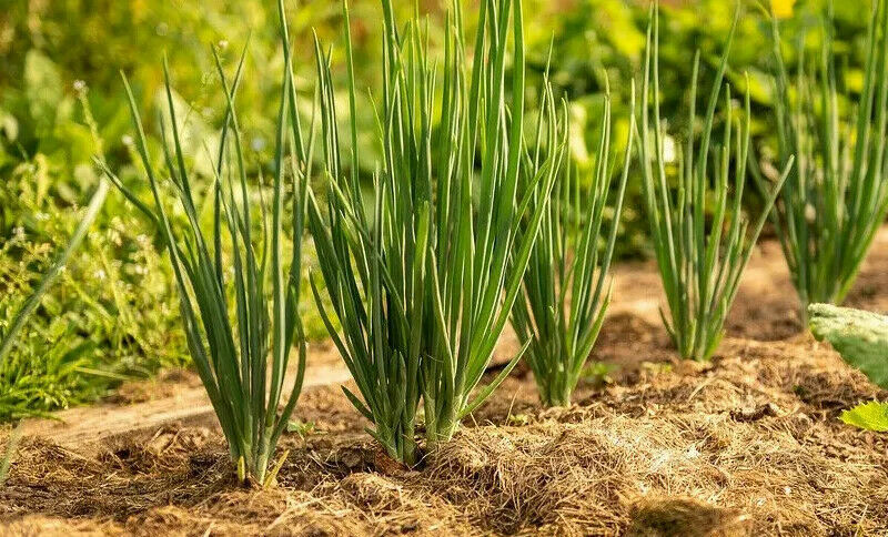 Organic Yellow Onion Seed, Heirloom, Fresh stock