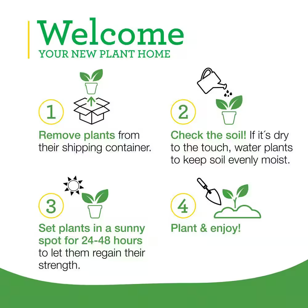 19 Oz. Peppermint Herb Plant (2-Pack)