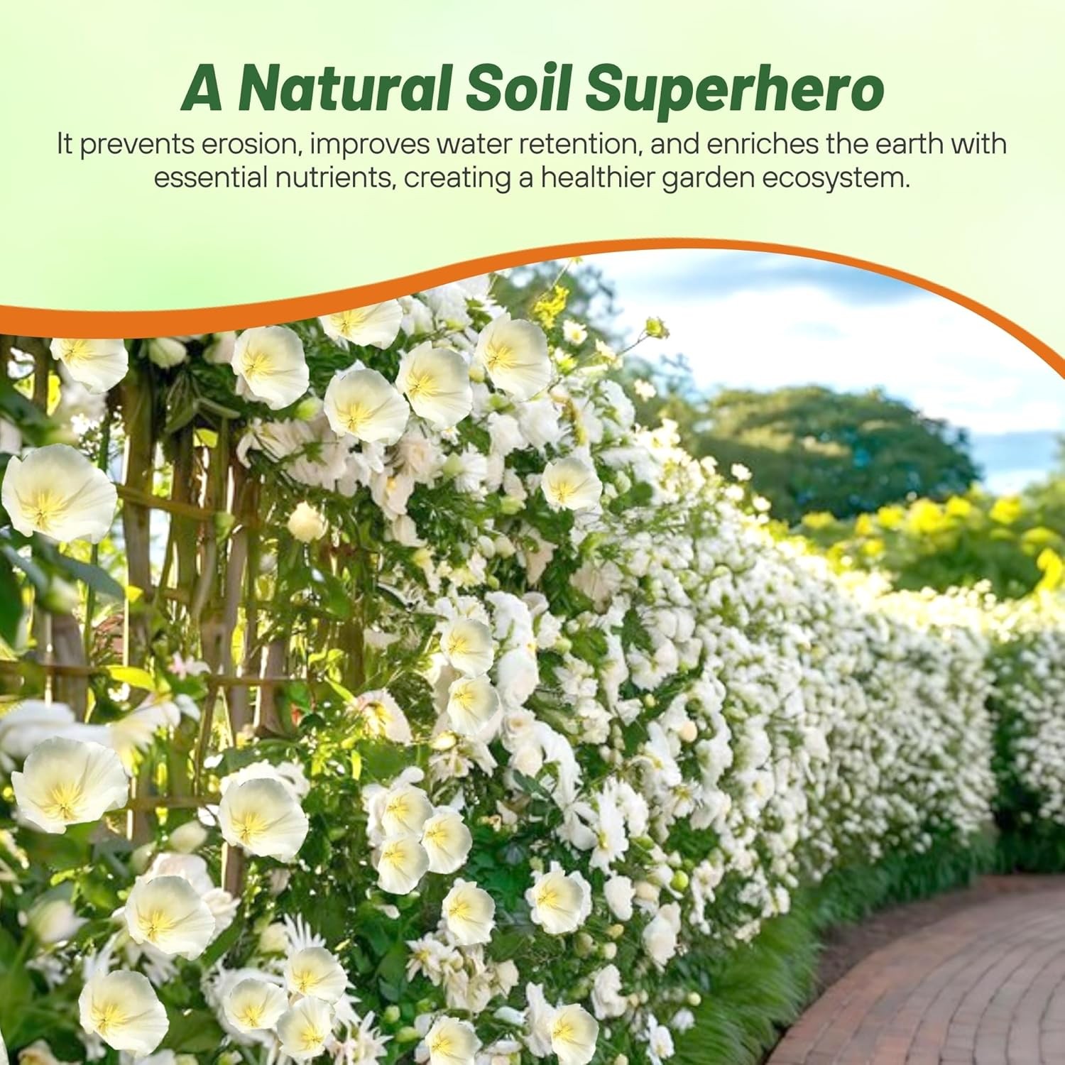 5000 Seeds Eschscholzia Drought Tolerant White California Poppy Flower Seed