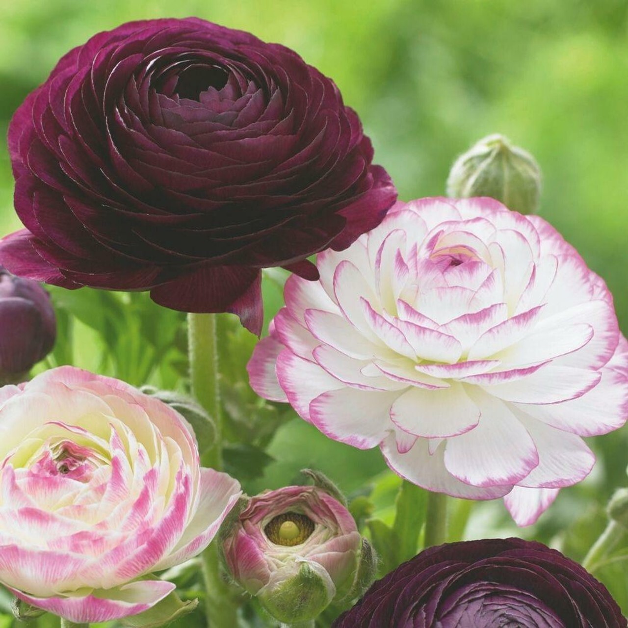 25 Ranunculus Bulbs Mix Pink Red Yellow Purple Peony Rose Garden Spring Flowers