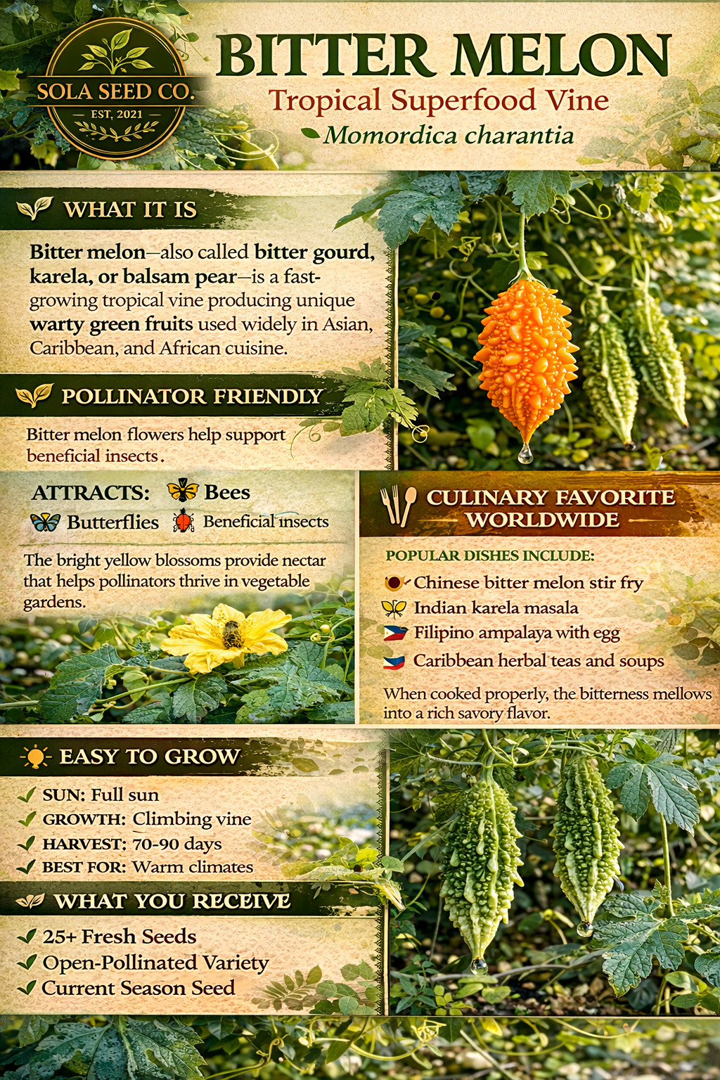 10 Bitter Melon Seeds, Momordica charantia, Fresh Florida Bitter Gourd