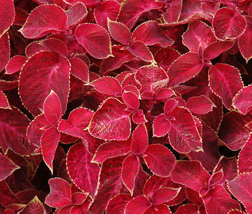 COLEUS WIZARD VELVET RED Solenostemon Scutellarioides – 40 Bulk Seeds