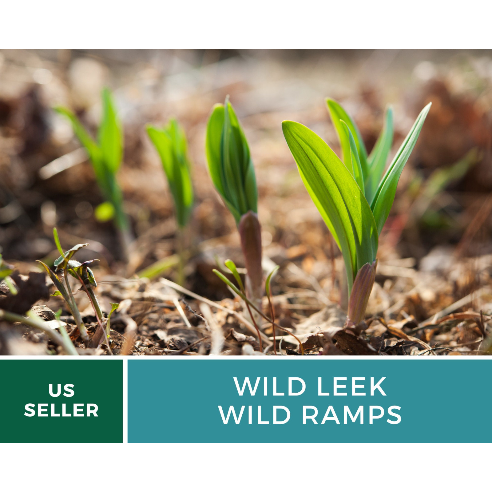 Leek, Wild – Wild Ramps – Heirloom – Non-GMO (Allium tricoccum)