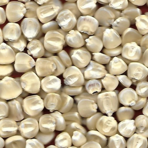 Hickory King White {Dent} Corn – 50 Seeds (1 OZ.)
