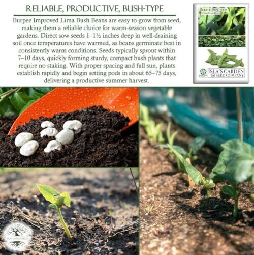 Burpee Improved Lima Bush Bean Seeds (Phaseolus lunatus) – 30+ Non-GMO &