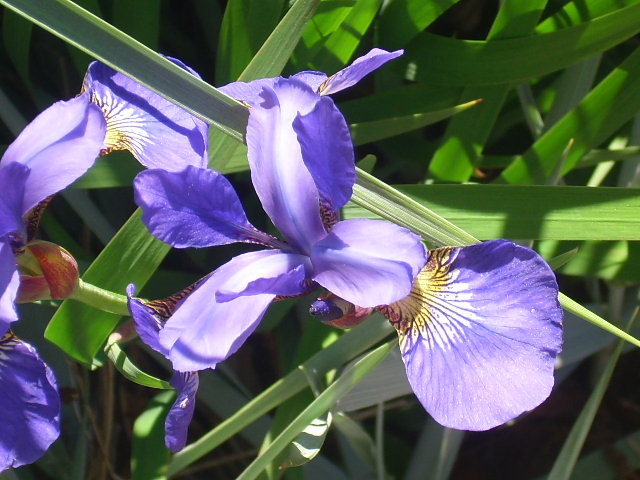 20 CAESARS BROTHER SIBERIAN IRIS SEEDS – Iris siberica