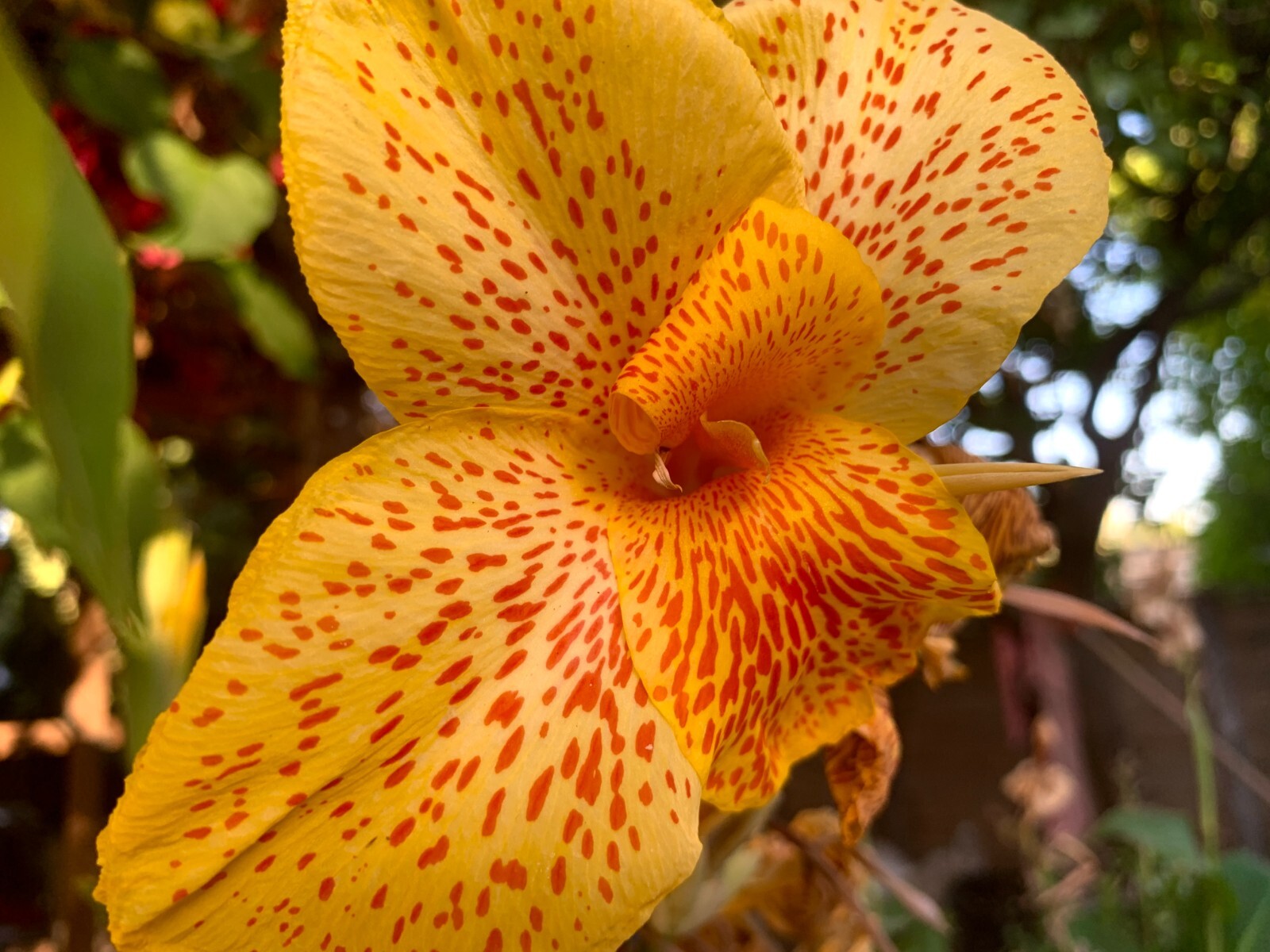 Heritage Canna Cleopatra Kaleidoscope Lily Rhizome Bulb Red Yellow Flowers