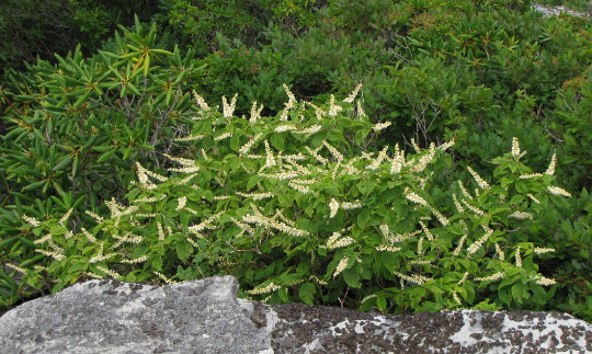 Mountain Pepper Bush {Clethra acuminata} 30+ seeds Free Shipping!