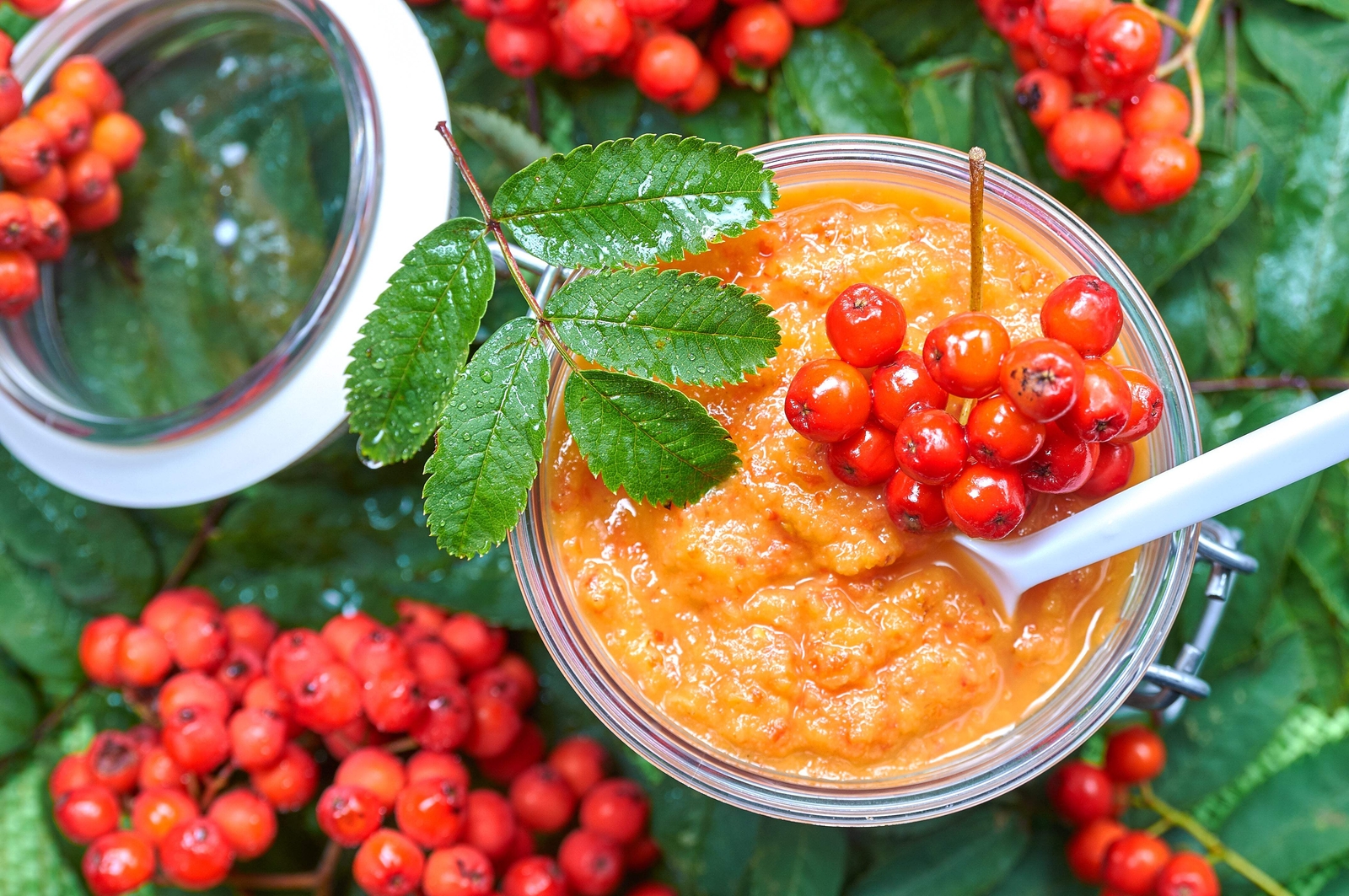 20 ASH TREE Mountain / Amur / Rowan – Sorbus Aucuparia Seeds