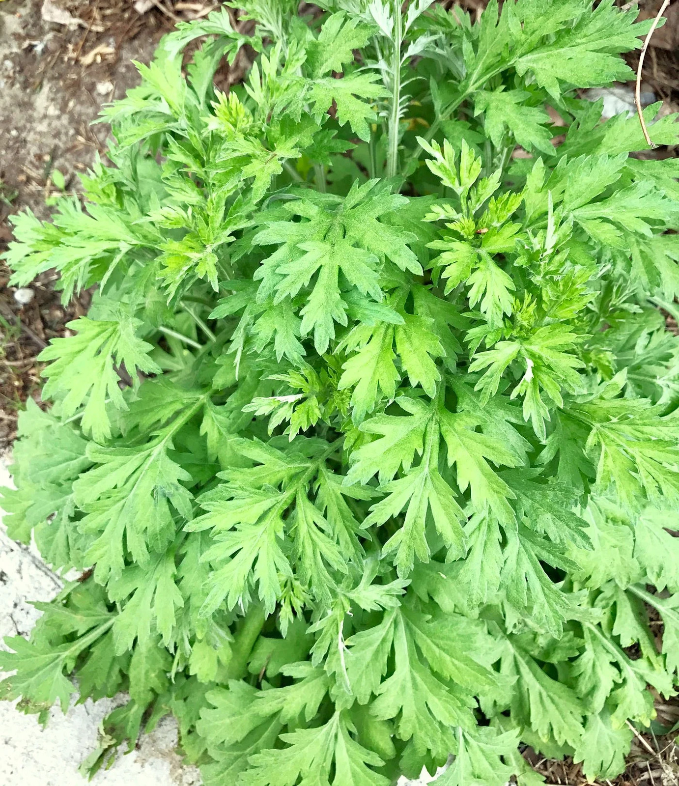 Common Mugwort Seeds | Artemisia Vulgaris Moxa Wormwood Herb Seed Free Shipping