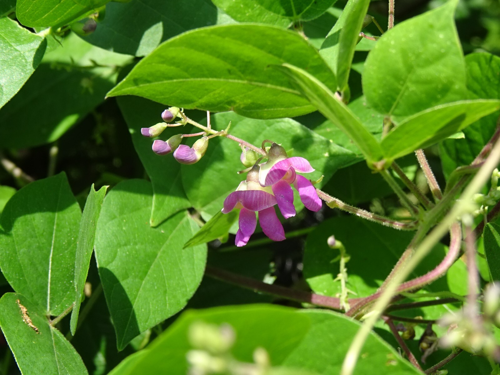 Phaseolus polystachios Thicket Bean 5 seeds from 2022 Native perennial bean