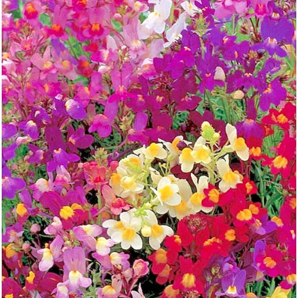 2001+SNAPDRAGON Northern Lights Mix Seeds Container Spring Fall Flower Garden