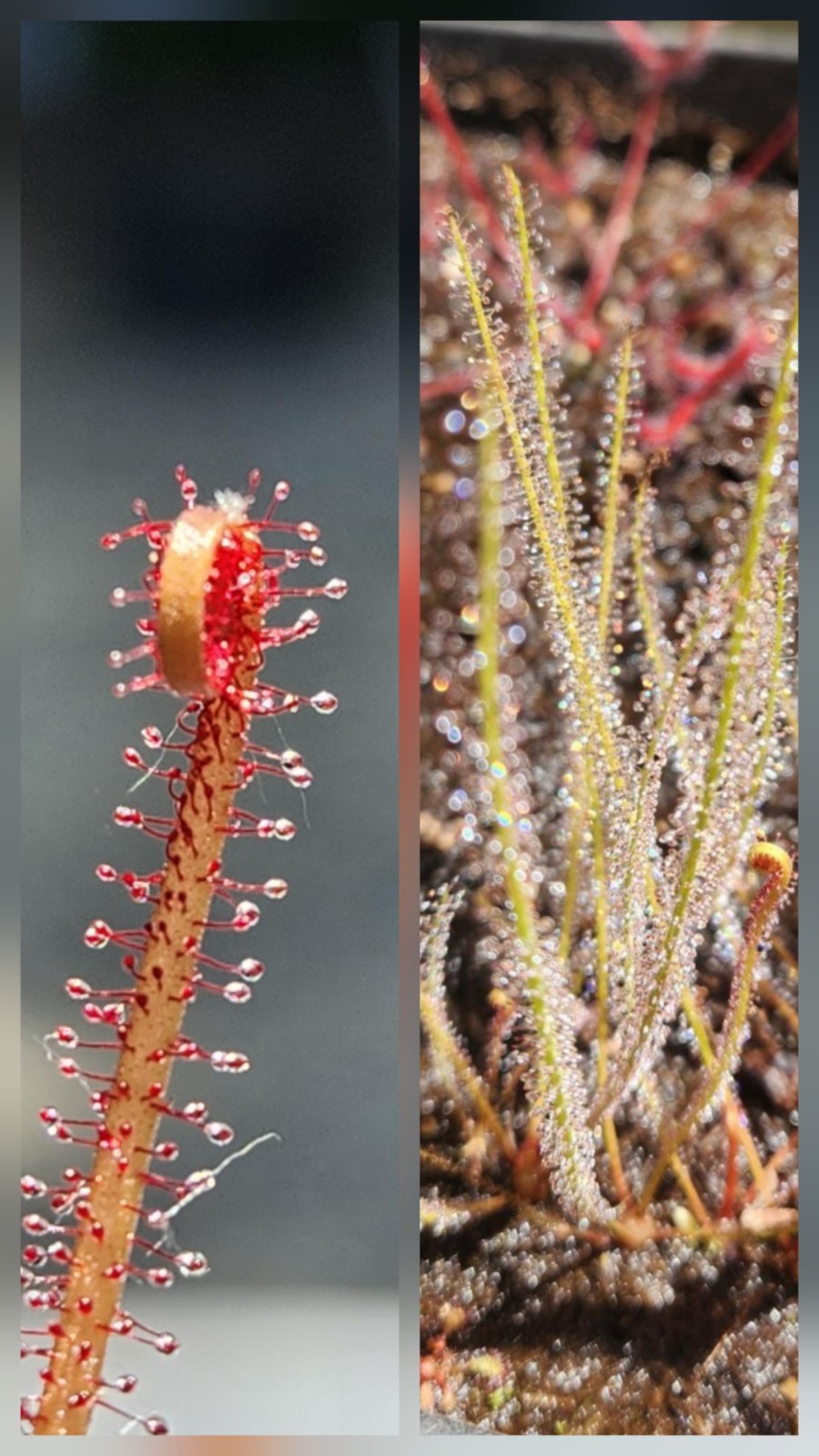 CARNIVOROUS PLANT 2 PACK- LIVE- Drosera Filiformis RED & GREEN