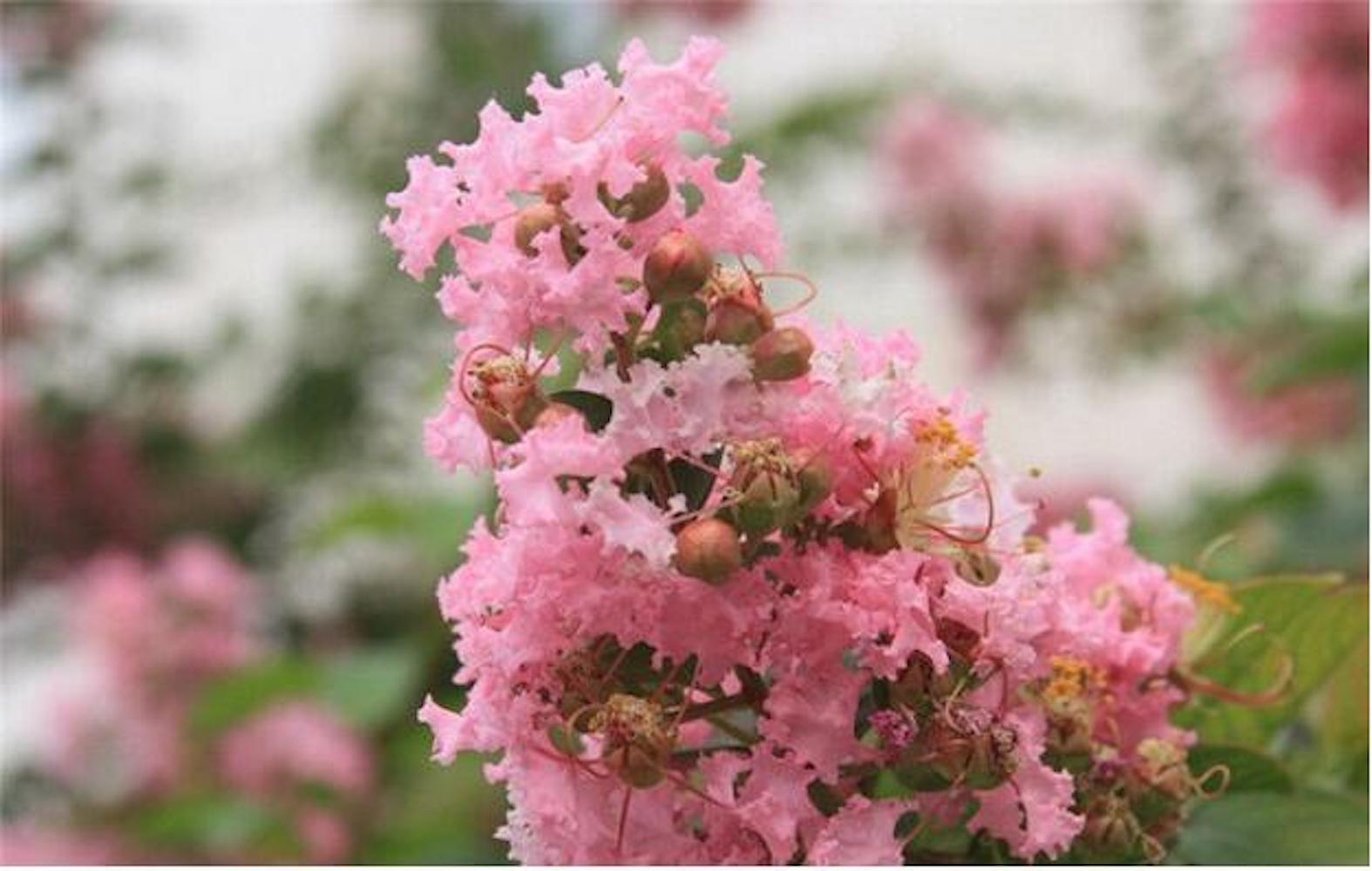 (10) CRAPE/CREPE MYRTLE SEEDS rare exotic flower garden tree USA SELLER W/TRACK