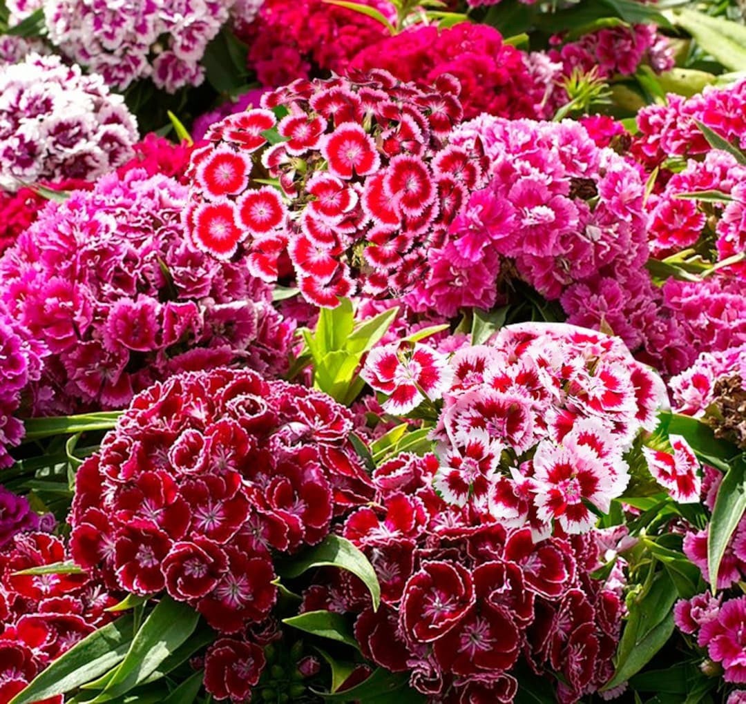 Sweet William Mix Seeds. Dianthus barbatus. Free Shipping with Tracking!