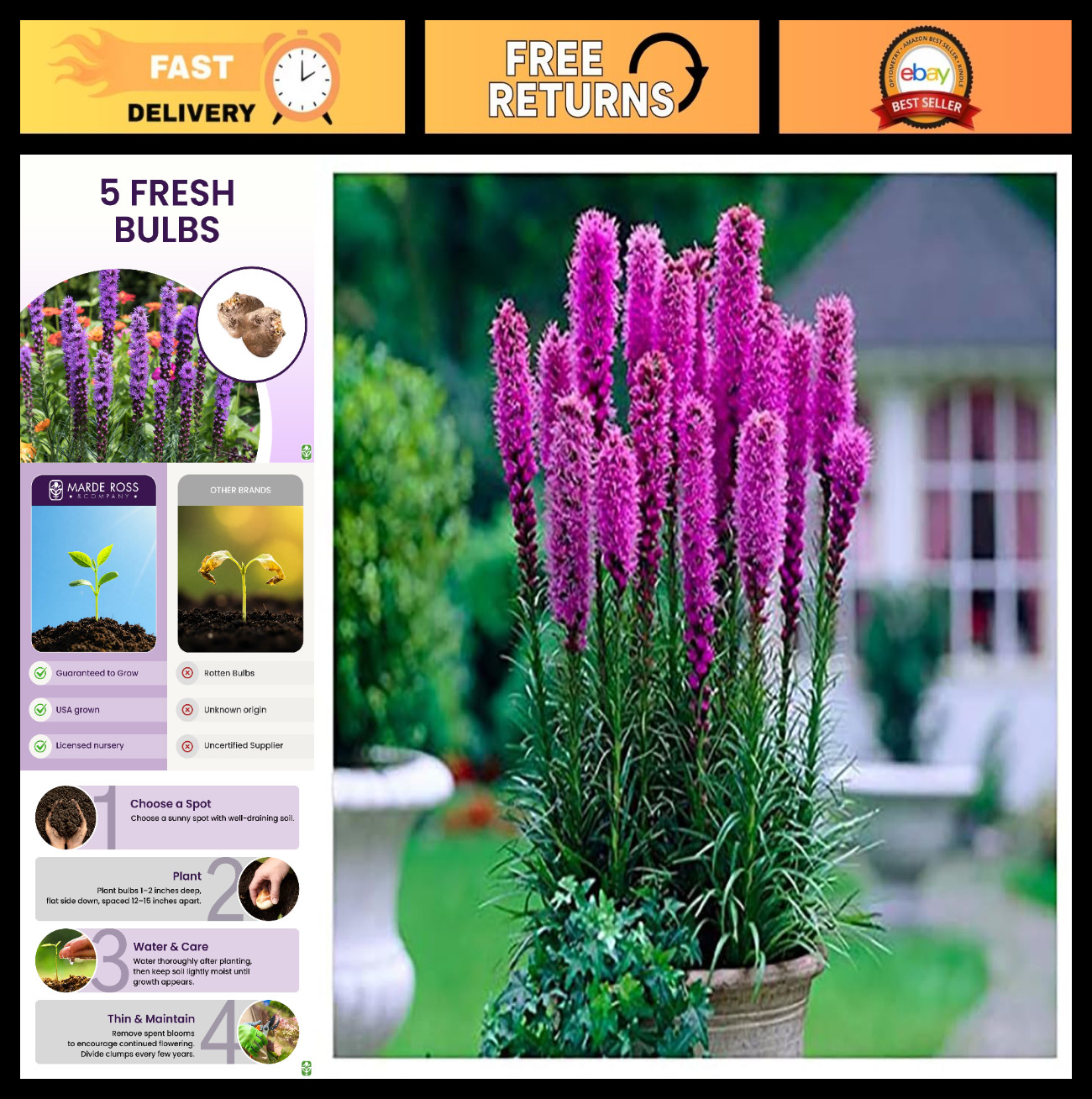 5 Fresh Purple Blazing Star Bulbs – Liatris Spicata Perennial Flower for Outdoor