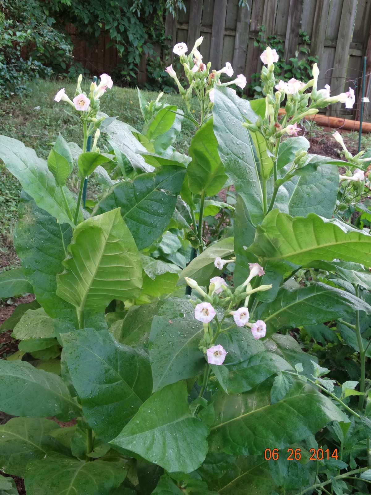 HEIRLOOM RARE TURKISH AROMATIC YENIDJE TOBACCO OVER 1000+ SEEDS Fresh 2022 Crop