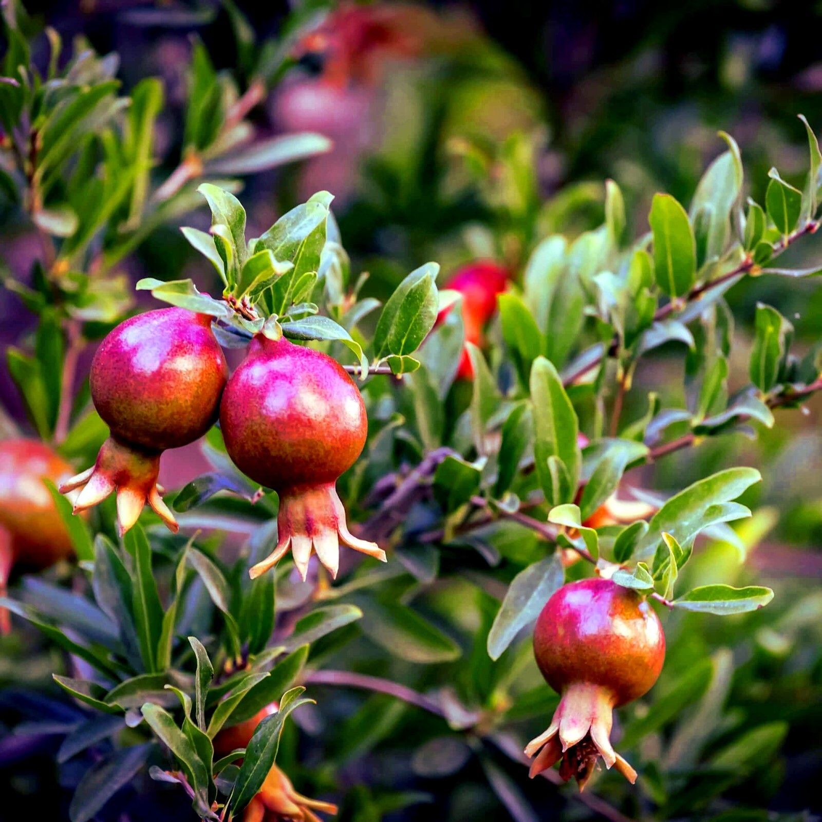 20 DWARF Pomegranate Tree Seeds (Punica granatum) Nana Garden Fruit House Plant