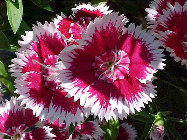 1333 SEEDS – sweet william, BIENNIAL/PERENNIAL GroCo – BUY 15-SHIPS FREE