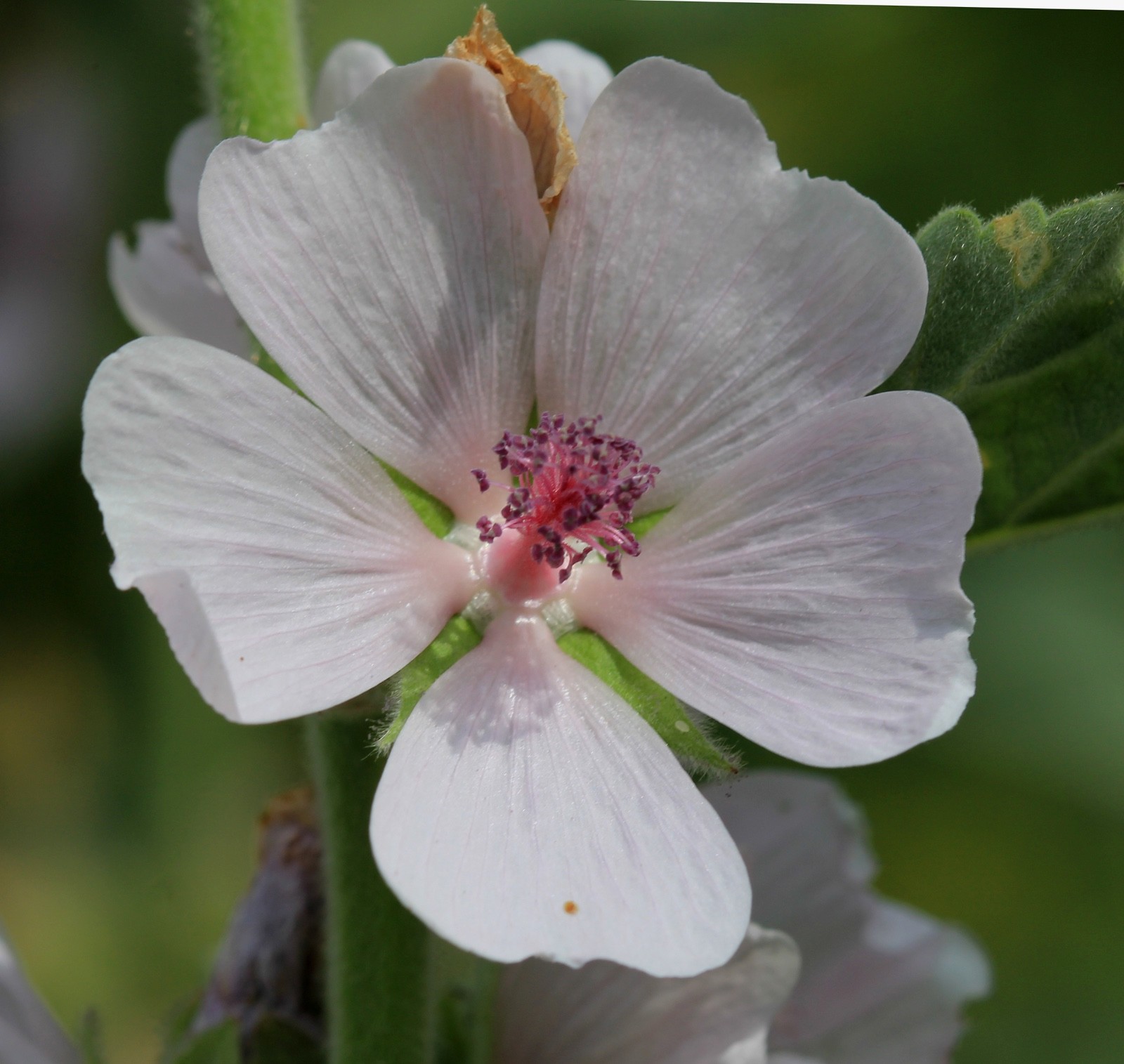 Common Marshmallow Seeds – Althaea officinalis Seeds – Marsh Mallow