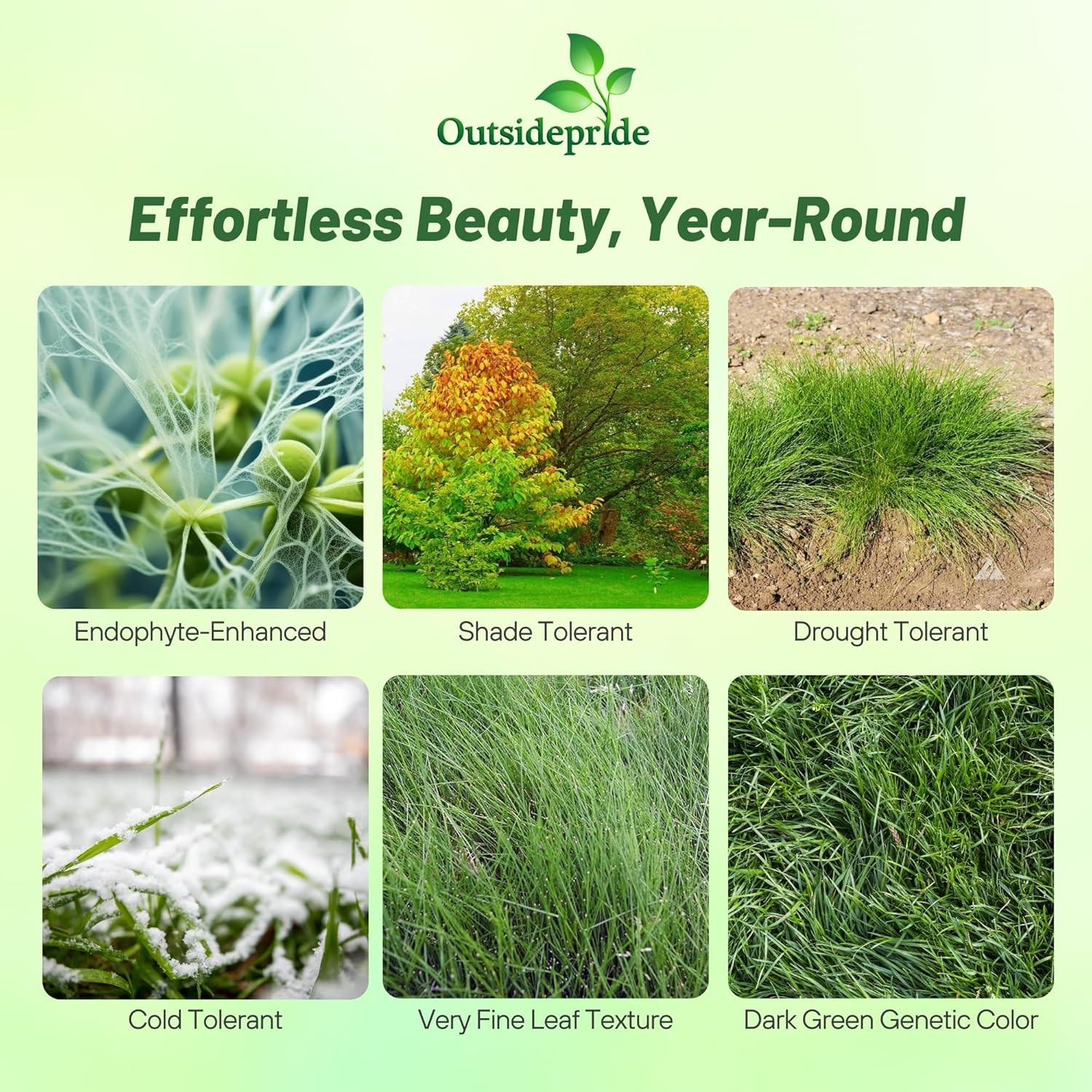 Outsidepride Hard Fine Fescue Grass Seed – 5 lbs. Low-Growing, Drought & Shade-T