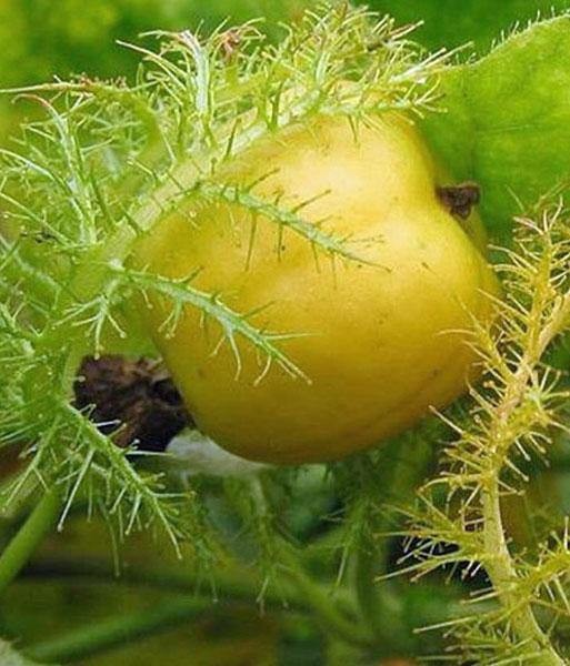 Passiflora foetida Alba | Love-In-A-Mist | Running Pop | 5 Seeds
