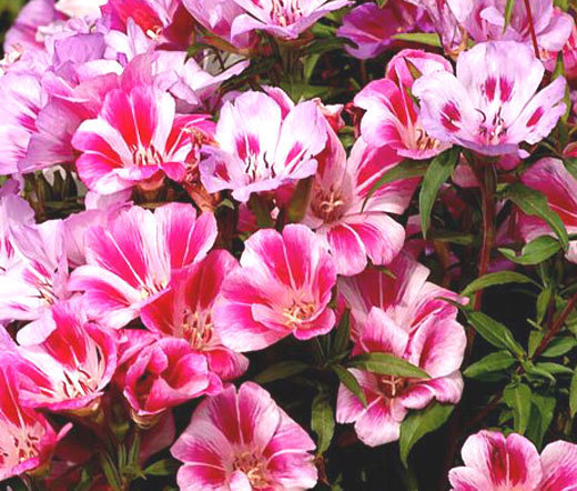 GODETIA FAREWELL TO SPRING DWARF Clarkia Amoena – 5,000 Bulk Seeds