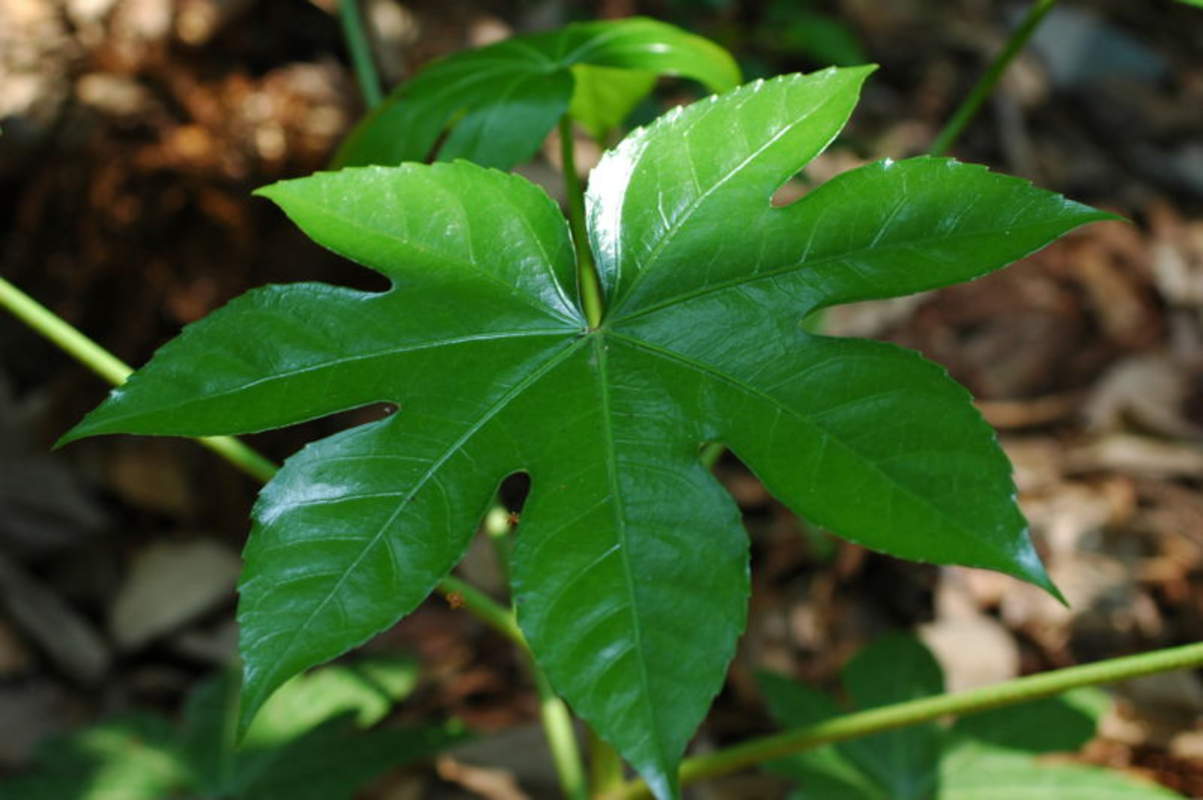 1-1000 PCS Paperplant Tree Seeds Japanese Aralia Fatsia Japonica Shrub Vine 0173