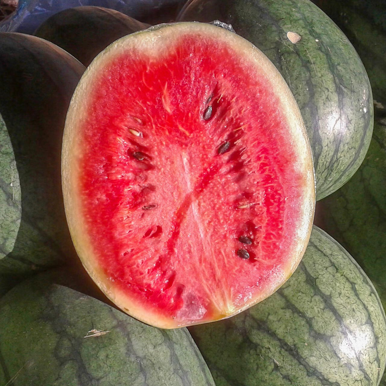 25+ FLORIDA GIANT WATERMELON FRESH FOR GARDENS NON – GMO