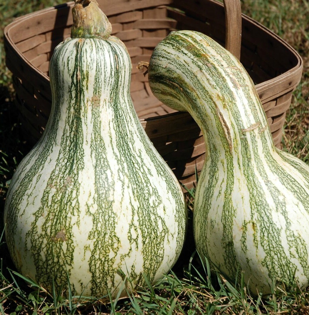 Cushaw Green Striped Pumpkin, NON-GMO, Tennessee Sweet Potato, FREE SHIPPING