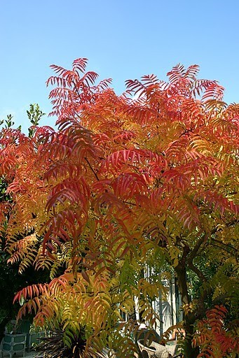 Pistacia Chinensis, Cold Hardy Chinese Bonsai Pistach Shade Tree 500 Seeds