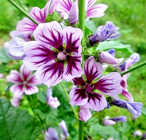 ZEBRA MALLOW 1000 SEEDS. ZEBRA STRIPED, HARDY, MALVA SYLVESTRIS, BULK
