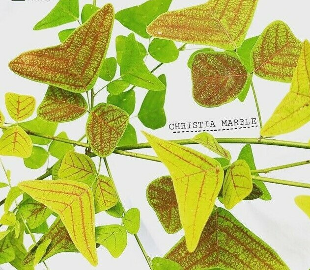 Organic Christia MARBLE – Swallowtail – Butterfly Wing Plant seeds – Obcordata