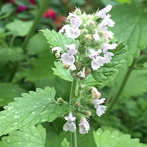 5000 Seeds Common Catmint Nepeta Cataria White Flowering Drought Resistant Herb