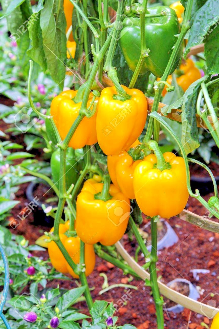 101+SUNBRIGHT Yellow Sweet BELL PEPPER Seeds Organic Vegetable Garden Container