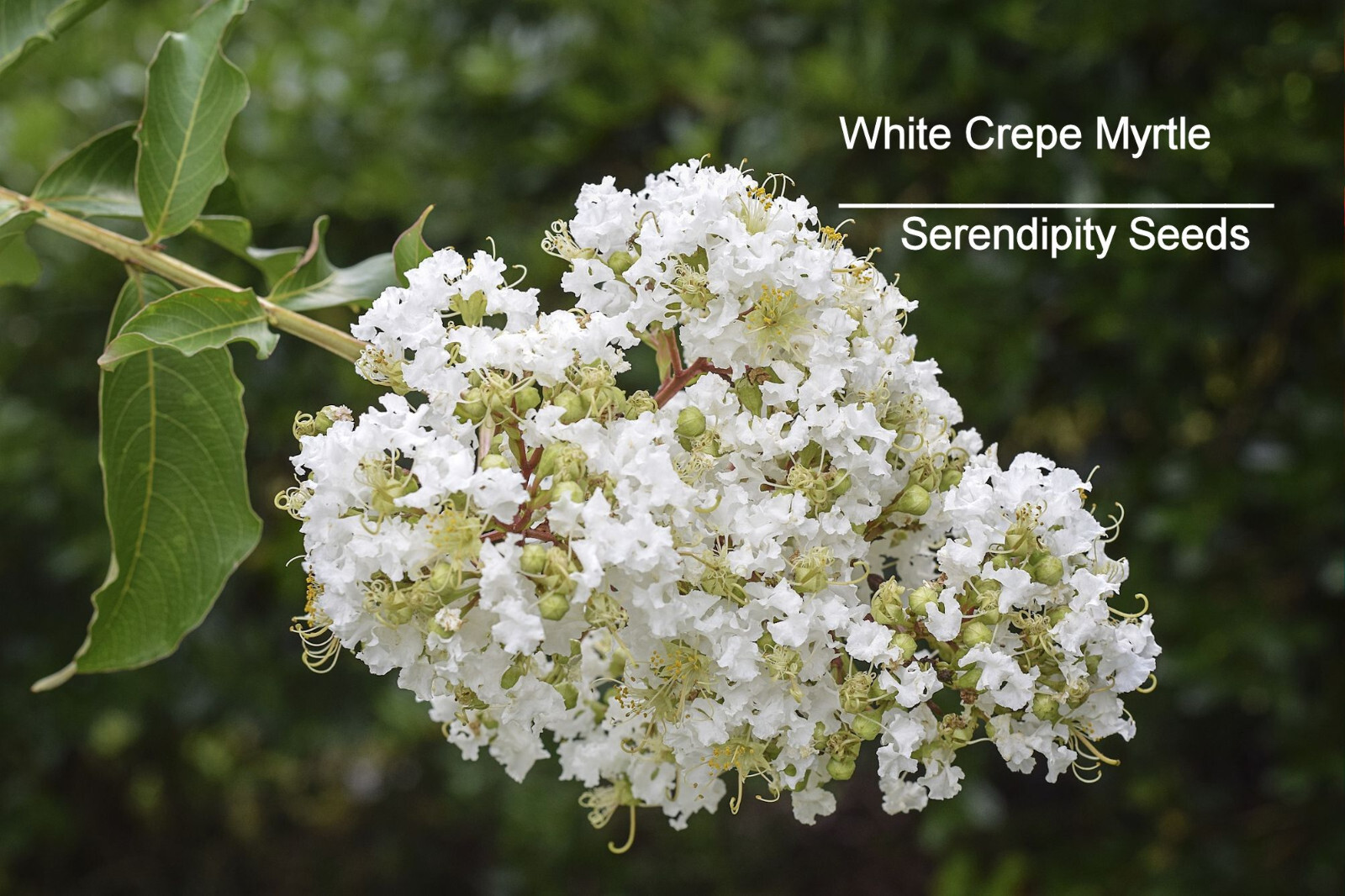 White Crape Myrtle 25 Heirloom Seeds Tropical Plant Collectors Choice-Crepe