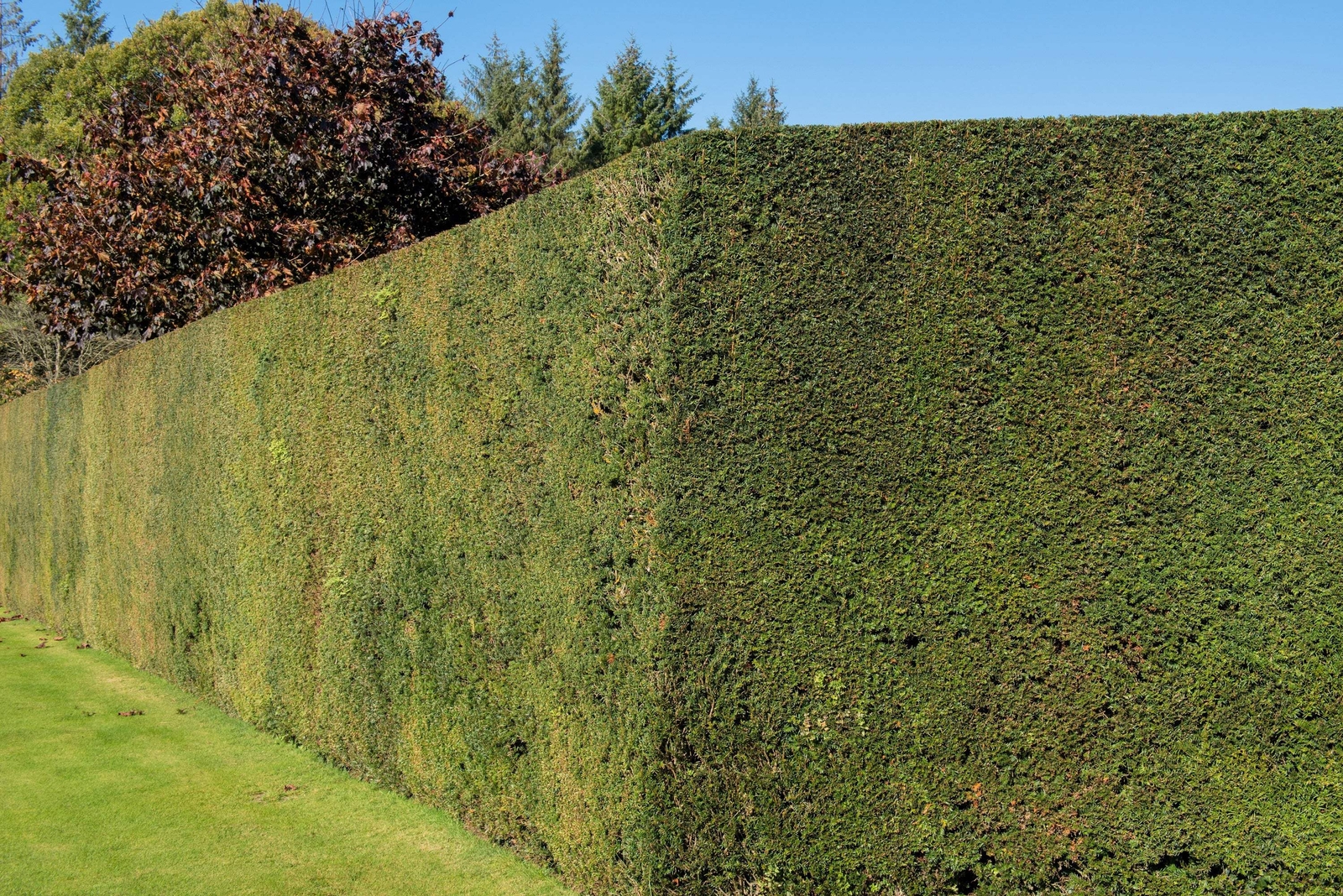 10 ENGLISH YEW Taxus Baccata Tree Shrub Conifer Sun or Shade Red Ornamental Berr