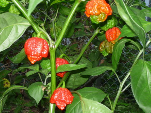 COMBO PACK Ghost pepper Carolina Reaper Trinidad Moruga Scorpion Hot chili seeds