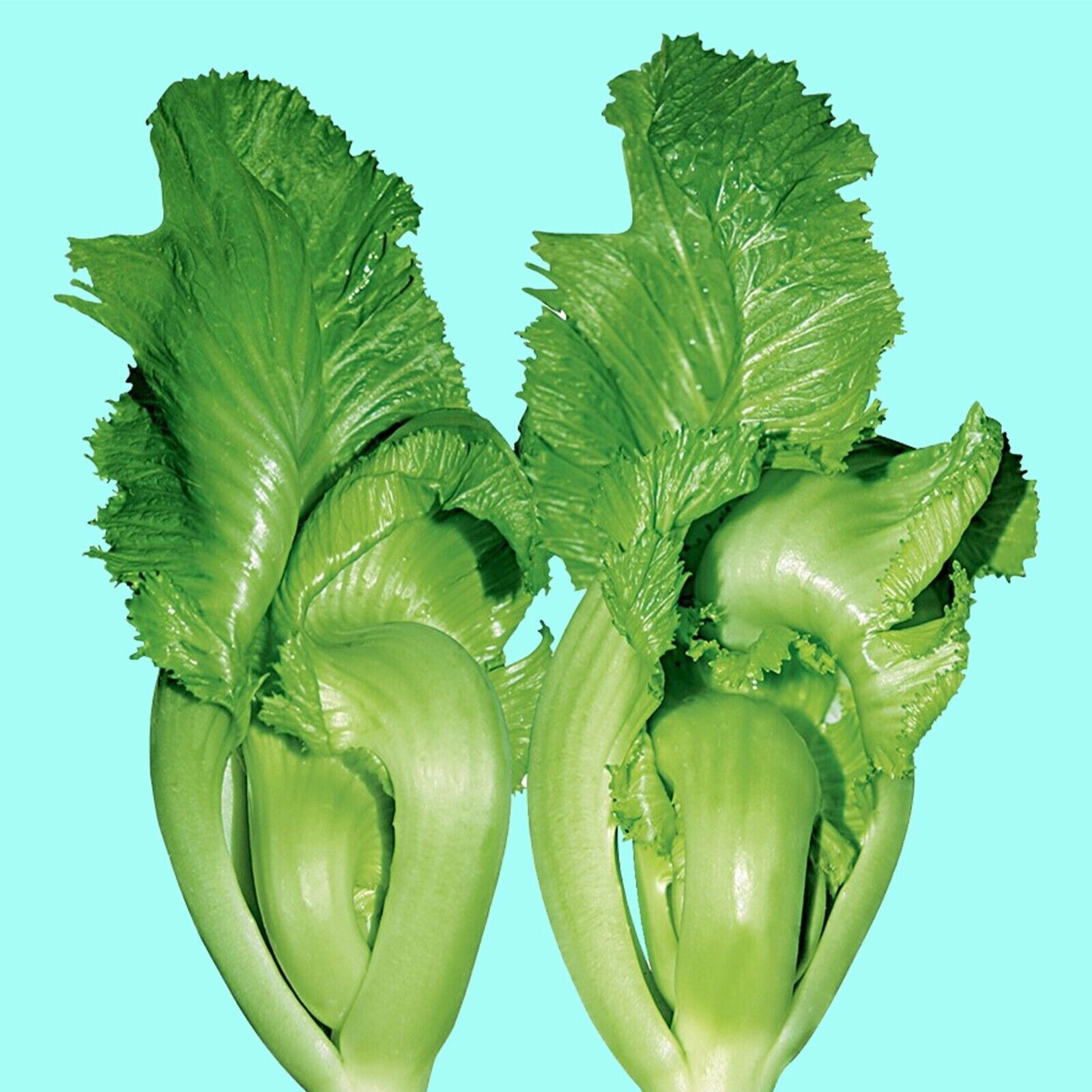 500++ Shuidong Mustard, Oriental, Gai Choi, Brassica Juncea, Cải dưa chua 2024