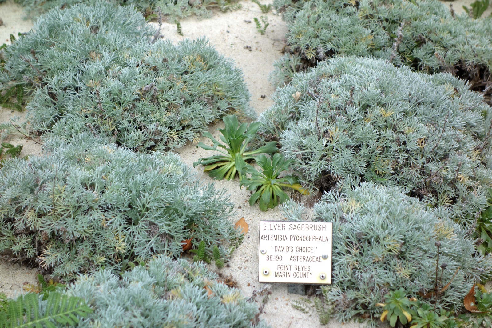 Artemisia pycnocephala Dune Sagewort 50 seeds
