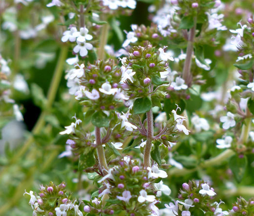 THYME Thymus Vulgaris – 5,000 Bulk Seeds